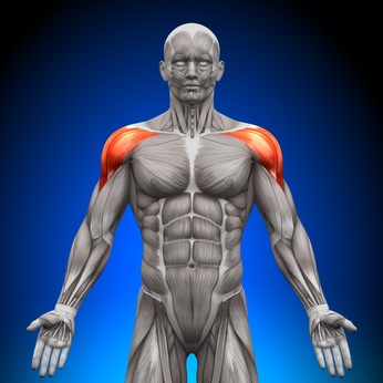 Functions of the Deltoid Muscle