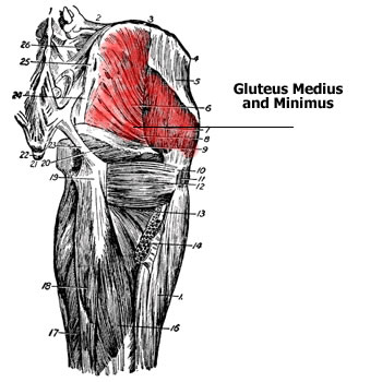 Gluteus Medius and Minimus