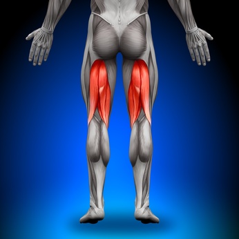 Functions of the Hamstring Muscles
