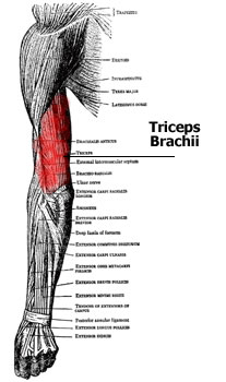 Triceps Muscle Anatomy
